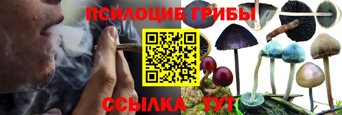 Псилоцибиновые грибы Psilocybine cubensis  Вход с VPN  Валуйки 